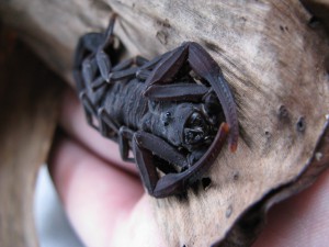 Tityus obscurus, En Guyane, j'étais allé