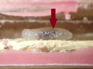 T. schulthessi, **Fin** [Blog] Tetraponera schulthessi (Santschi, 1915)