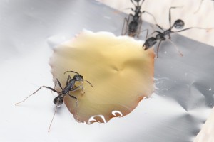 Miam miam le bon sirop d'érable..., Mes colonies et expérimentations