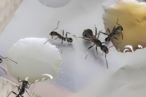 Hésitation entre sirop d'érable et d'agave, Mes colonies et expérimentations