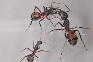 Trophallaxie, Mes colonies et expérimentations