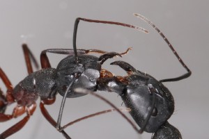 Trophallaxie en vue rapprochée, Mes colonies et expérimentations