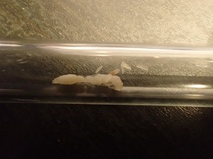 T. schulthessi, **Fin** [Blog] Tetraponera schulthessi (Santschi, 1915)