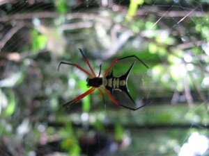 Aranéomorphe, En Guyane, j'étais allé