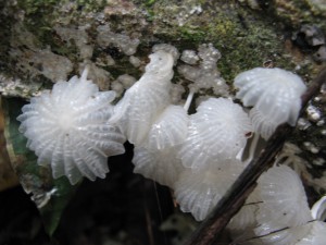 Champignons translucide, En Guyane, j'étais allé