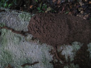 Nid de termites, En Guyane, j'étais allé