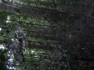 Toiles d'araignées sociales, En Guyane, j'étais allé