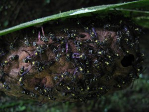 Nid de guêpes. Le calme avant la tempête (aïe)., En Guyane, j'étais allé
