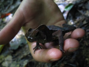 &quot;Crapaud feuille&quot;, En Guyane, j'étais allé