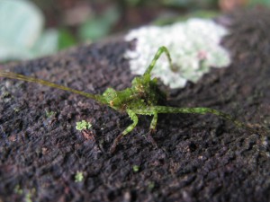 Sauterelle, En Guyane, j'étais allé