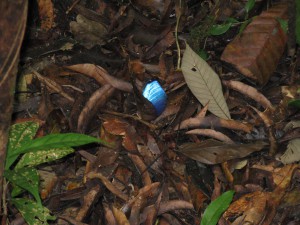 Reflet d'un Morpho, En Guyane, j'étais allé