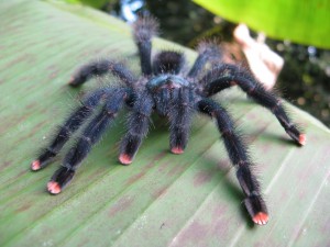 Avicularia avicularia, En Guyane, j'étais allé