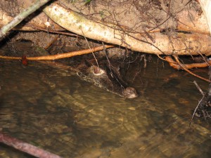 Quand on fait la vaisselle en slip dans la rivière..., En Guyane, j'étais allé