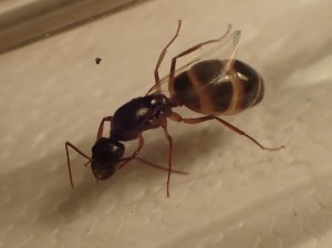 C. pilicornis, De l'essaimage et la fondation de Camponotus pilicornis