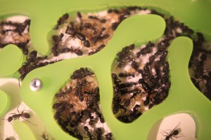 Colonie de Camponotus cruentatus &quot;polygyne&quot; 2, Mes colonies et expérimentations