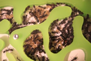 Colonie de Camponotus cruentatus &quot;polygyne&quot; 3, Mes colonies et expérimentations