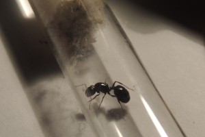 Messor wasmanni, [Blog] Messor wasmanni (Krausse, 1910)