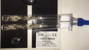 Montage en parallèle des deux tubes, **Fin**[Blog] Les Tetraponera rufonigra de Deucalion