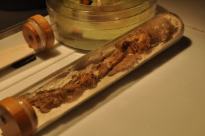 Nid tube 2, [Q/R] Crematogaster scutellaris