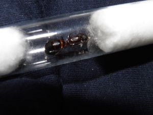 Gyne Camponotus barbaricus, [Problème]Nouveau appareil photo