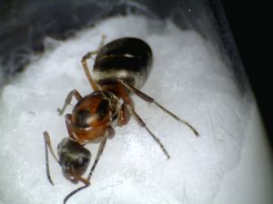 [Formica] Identification et confirmation, rufi.jpg