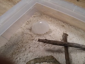 Le galet de quartz posé comme un menhir, ADC "ruines et minéraux"