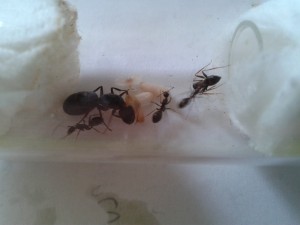Camponotus barbaricus (05/16), Les colonies d'Harpeg