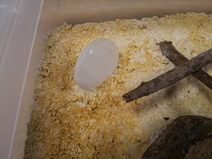 Galet de quartz, ADC "ruines et minéraux"