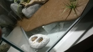 Mon délire de petite mangeoire =), Nouveau nid bc en aquarium style mur en pierre