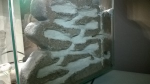 Les galeries de la face de droite, Nouveau nid bc en aquarium style mur en pierre