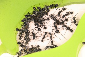 Vue rapprochée d'une salle, Mes colonies et expérimentations