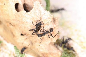 Aphaenogaster senilis, Mes colonies et expérimentations