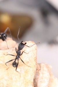 Aphaenogaster senilis au sommet du monde...  ou presque, Mes colonies et expérimentations