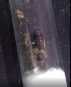Camponotus pseudoirritans (3 ouvrières dont la nouvelle), [Blog] Camponotus dolendus et Camponotus Pseudoirritans