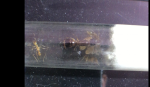 Camponotus pseudoirritans, [Blog] Camponotus dolendus et Camponotus Pseudoirritans