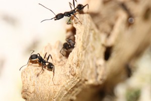 Aphaenogaster senilis, Mes colonies et expérimentations