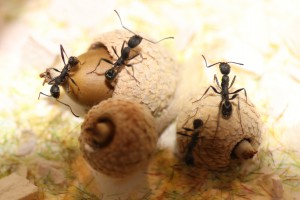 Aphaenogaster senilis, Mes colonies et expérimentations