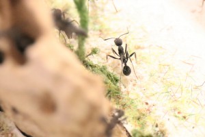Aphaenogaster senilis, Mes colonies et expérimentations
