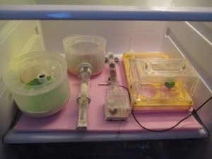 Ma petite entreprise, "Apparition orange" dans le nid