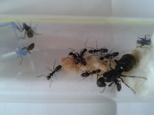 Fondation Camponotus vagus 2 (08/16), Les colonies d'Harpeg