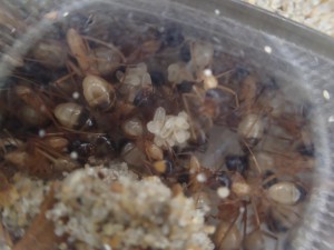 C. thoracicus, [Blog] Camponotus (Tanaemyrmex) thoracicus (Fabricius, 1804)