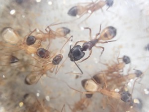 C. thoracicus, [Blog] Camponotus (Tanaemyrmex) thoracicus (Fabricius, 1804)