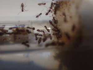 N. vividula, [Presentation] Nylanderia vividula