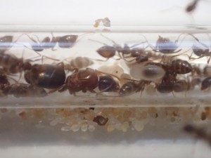 N. vividula, [Presentation] Nylanderia vividula