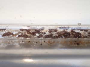 N. vividula, [Presentation] Nylanderia vividula