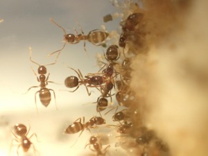 N. vividula, [Presentation] Nylanderia vividula