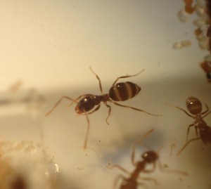 N. vividula, [Presentation] Nylanderia vividula