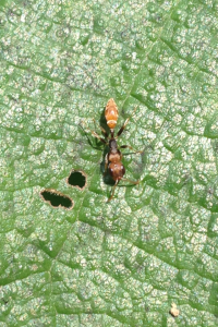 Pseudomyrmex sp, [Blog] Pachycondyla striata (Smith, F., 1858)