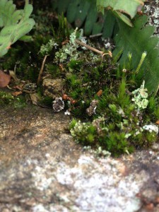 Atta sp, [Blog] Pachycondyla striata (Smith, F., 1858)
