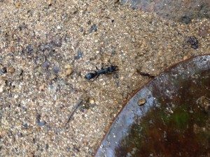 Neoponera sp, [Blog] Pachycondyla striata (Smith, F., 1858)